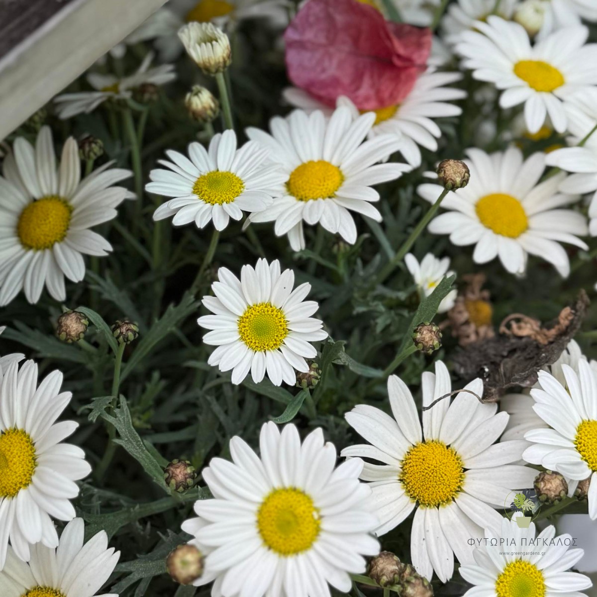 Διμορφοθήκη (Osteospermum ecklonis) | Αφρικανική Μαργαρίτα για Παρτέρια & Γλάστρες - 3